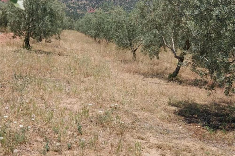 ESKİŞEHİR SARICAKAYA MAYISLAR KÖYÜNDE 400 AĞAÇLIK ZEYTİNLİK