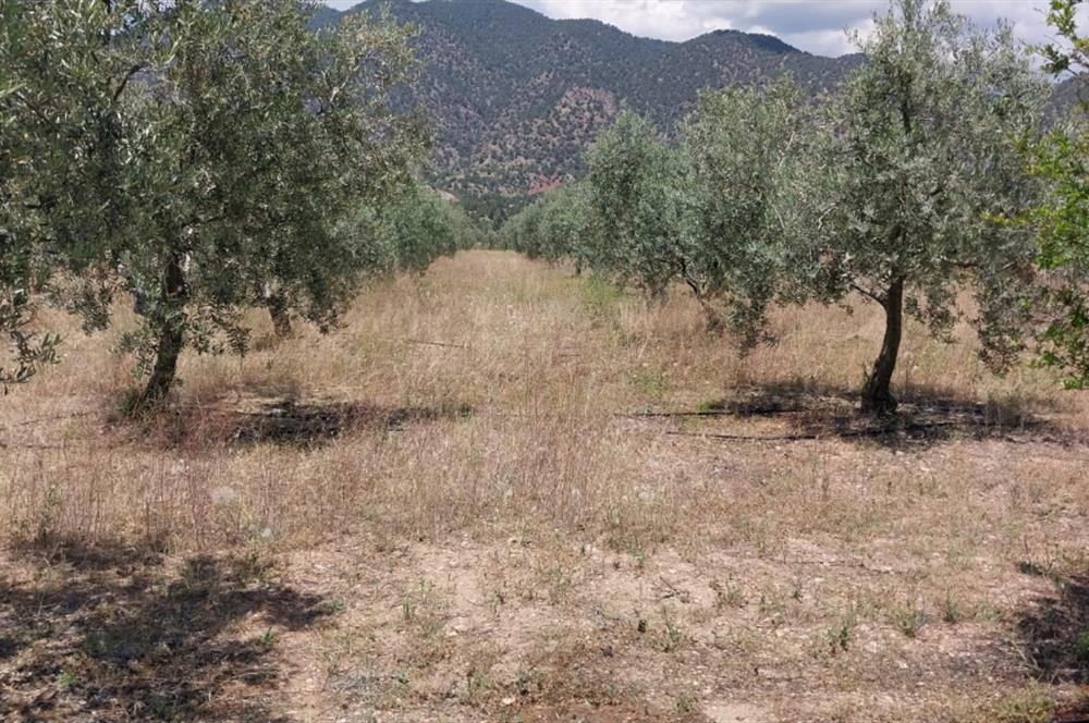 ESKİŞEHİR SARICAKAYA MAYISLAR KÖYÜNDE 400 AĞAÇLIK ZEYTİNLİK