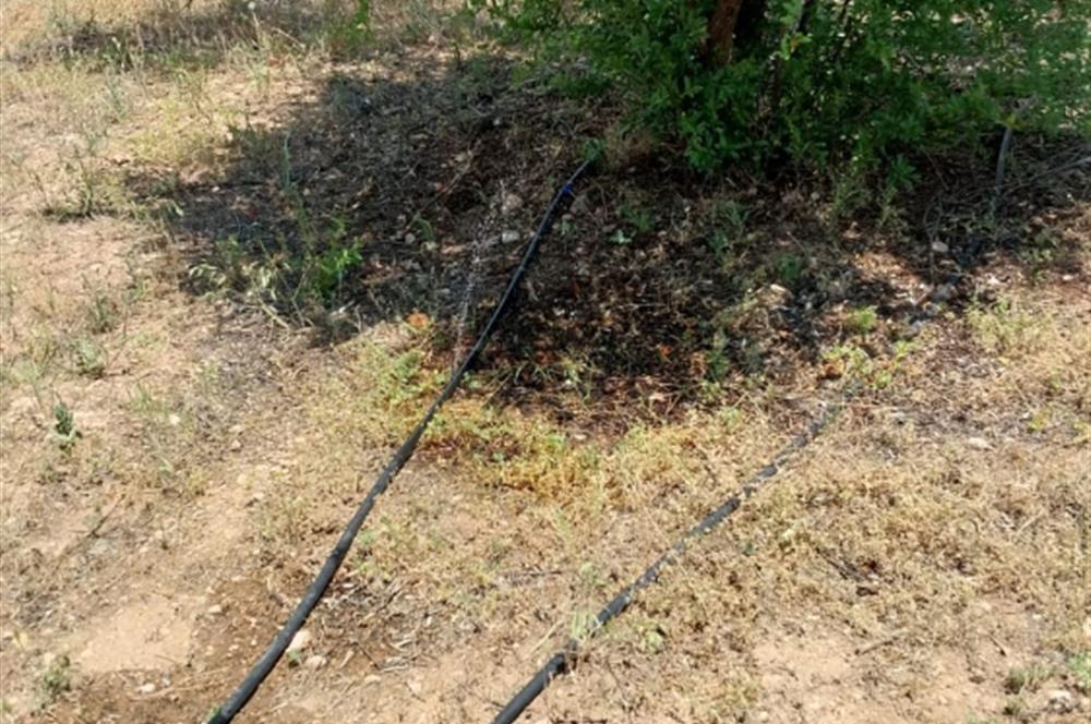 ESKİŞEHİR SARICAKAYA MAYISLAR KÖYÜNDE 400 AĞAÇLIK ZEYTİNLİK