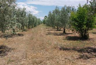 ESKİŞEHİR SARICAKAYA MAYISLAR KÖYÜNDE 400 AĞAÇLIK ZEYTİNLİK