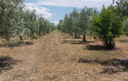 ESKİŞEHİR SARICAKAYA MAYISLAR KÖYÜNDE 400 AĞAÇLIK ZEYTİNLİK