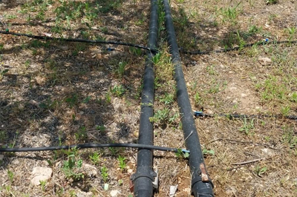 ESKİŞEHİR SARICAKAYA MAYISLAR KÖYÜNDE 400 AĞAÇLIK ZEYTİNLİK