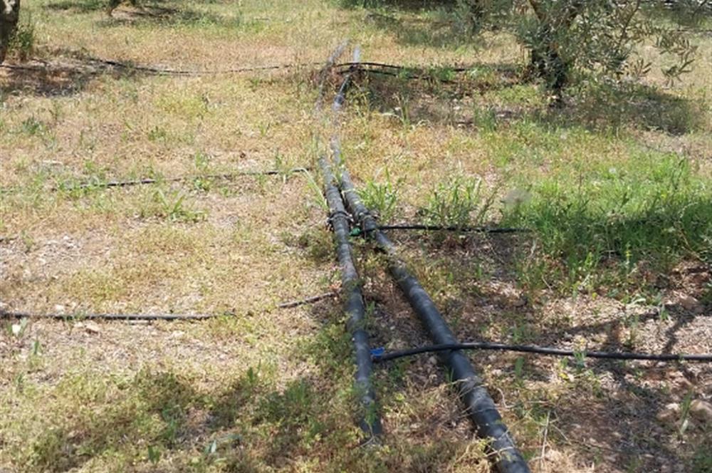 ESKİŞEHİR SARICAKAYA MAYISLAR KÖYÜNDE 400 AĞAÇLIK ZEYTİNLİK