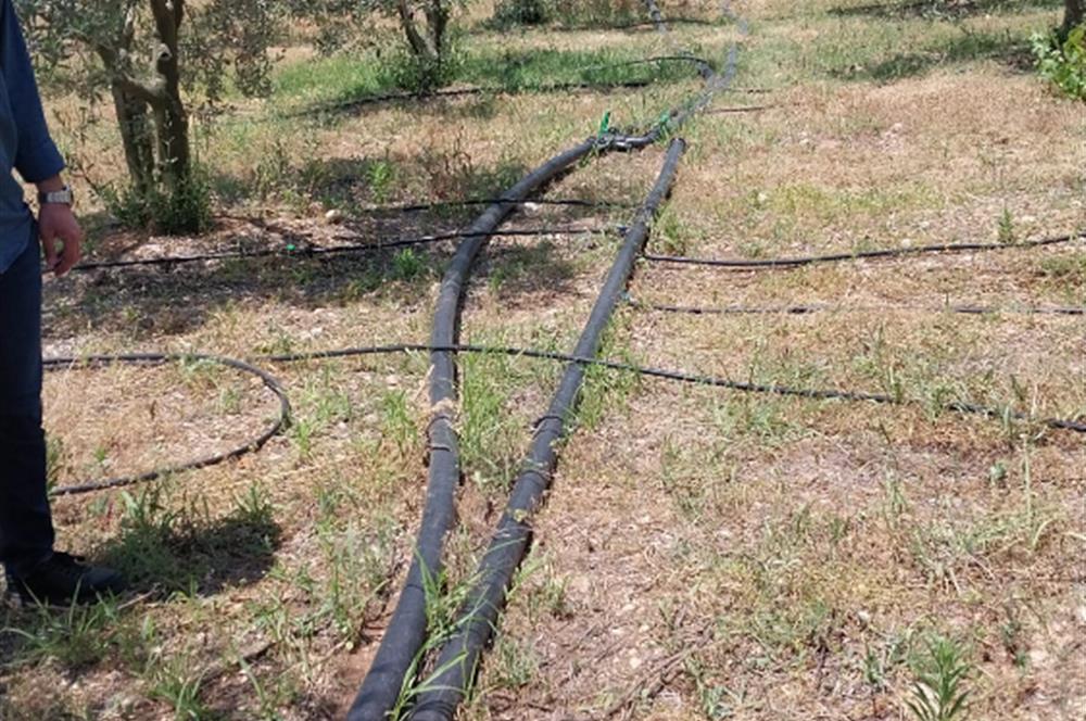 ESKİŞEHİR SARICAKAYA MAYISLAR KÖYÜNDE 400 AĞAÇLIK ZEYTİNLİK