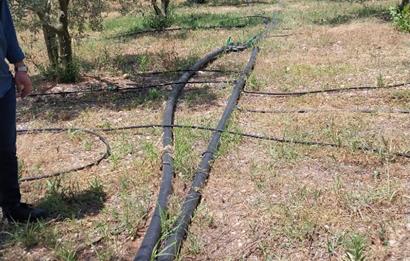 ESKİŞEHİR SARICAKAYA MAYISLAR KÖYÜNDE 400 AĞAÇLIK ZEYTİNLİK