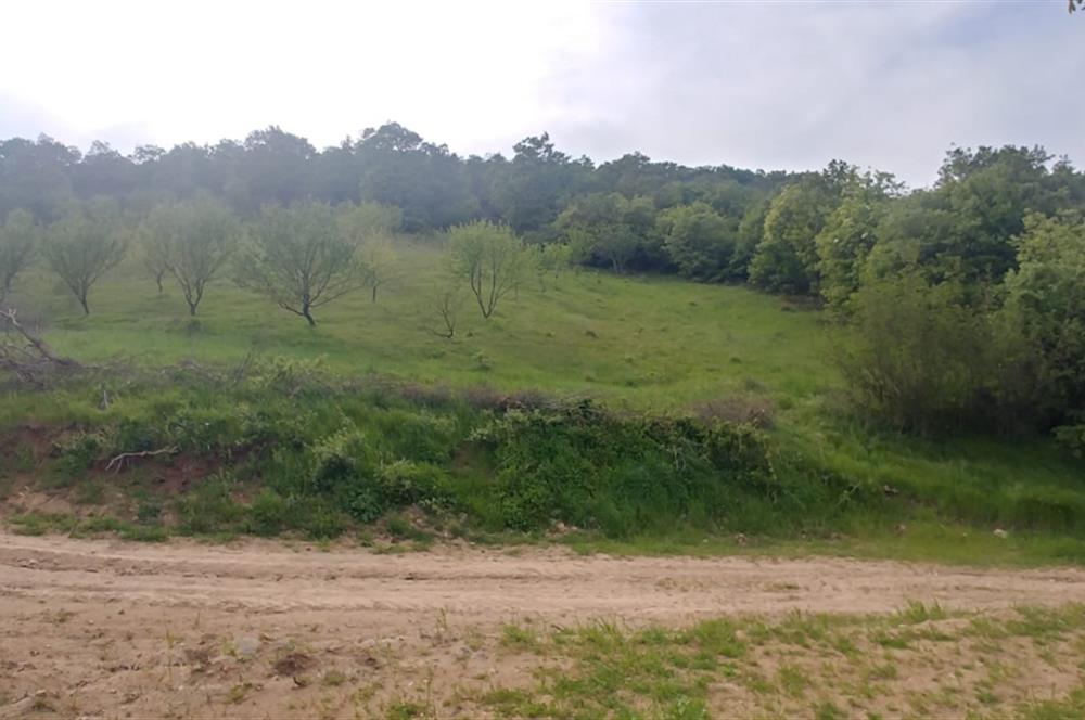 C21 BAL'dan SUSURLUK ASMALIDERE'DE RESMİ YOL MEVCUT 7500M2 BADEMLİK
