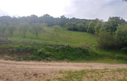 C21 BAL'dan SUSURLUK ASMALIDERE'DE RESMİ YOL MEVCUT 7500M2 BADEMLİK