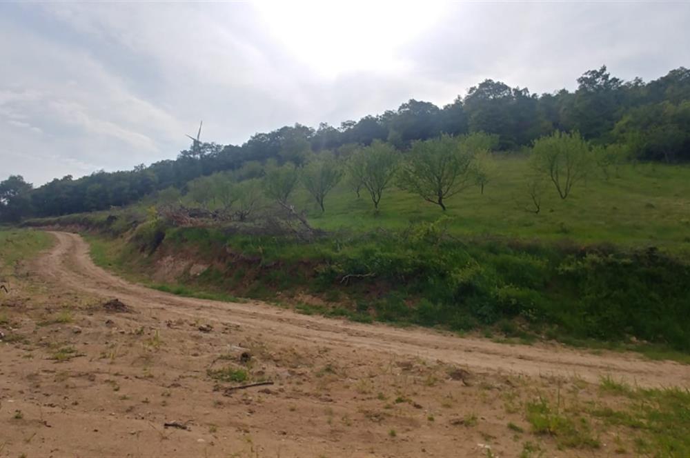 C21 BAL'dan SUSURLUK ASMALIDERE'DE RESMİ YOL MEVCUT 7500M2 BADEMLİK