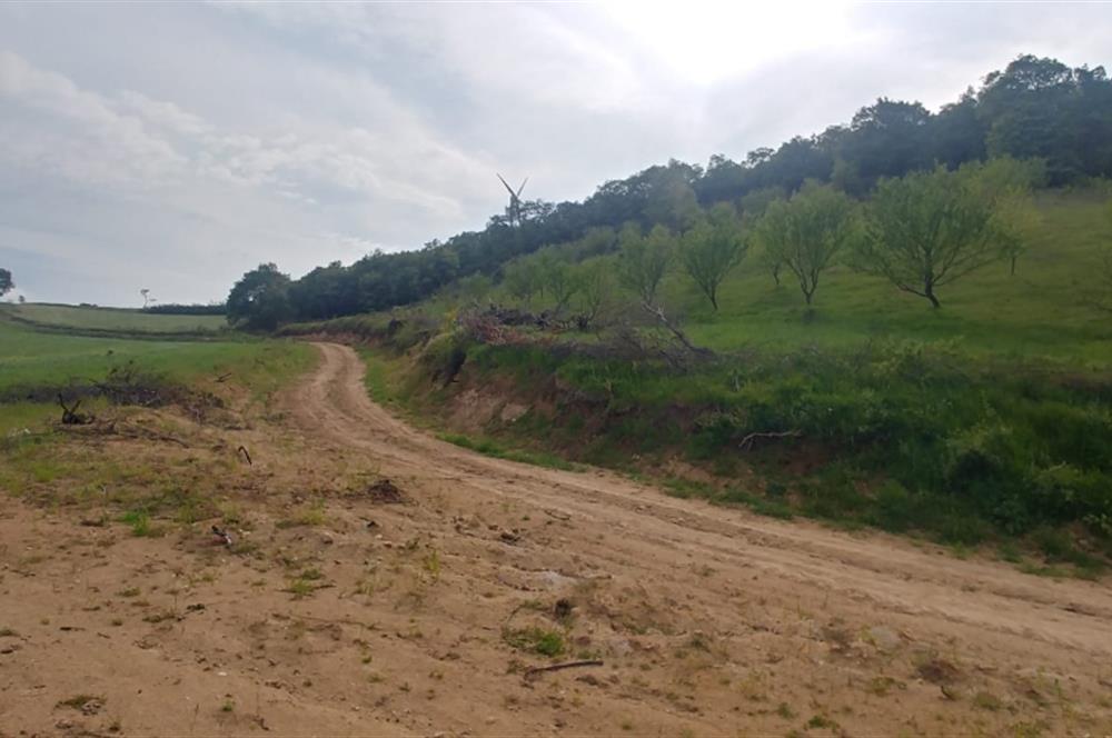 C21 BAL'dan SUSURLUK ASMALIDERE'DE RESMİ YOL MEVCUT 7500M2 BADEMLİK