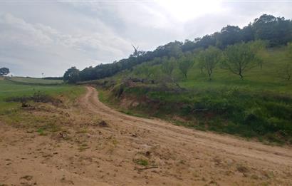 C21 BAL'dan SUSURLUK ASMALIDERE'DE RESMİ YOL MEVCUT 7500M2 BADEMLİK