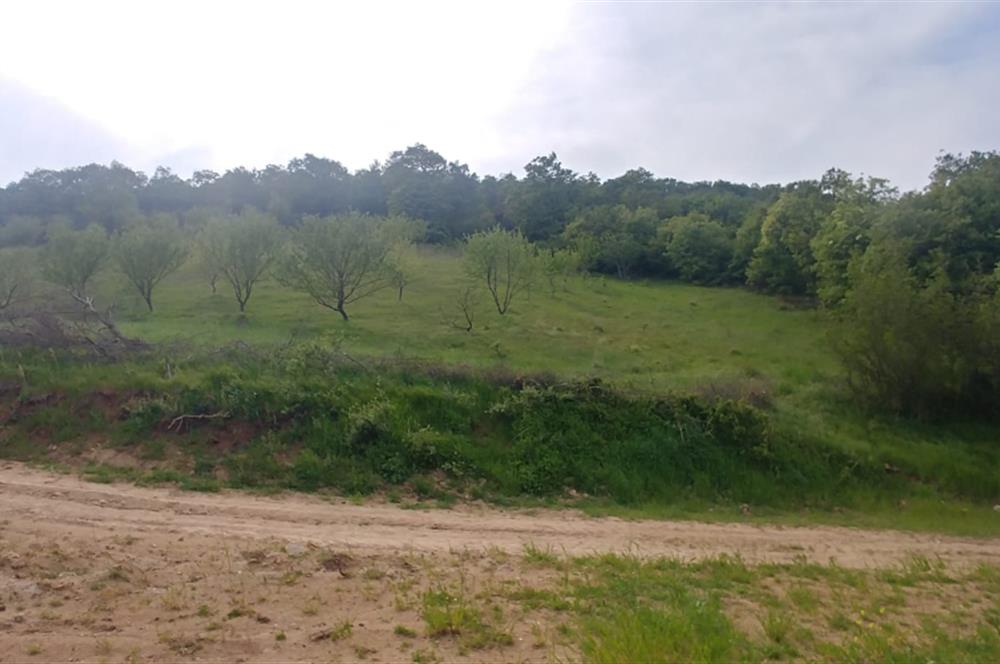 C21 BAL'dan SUSURLUK ASMALIDERE'DE RESMİ YOL MEVCUT 7500M2 BADEMLİK