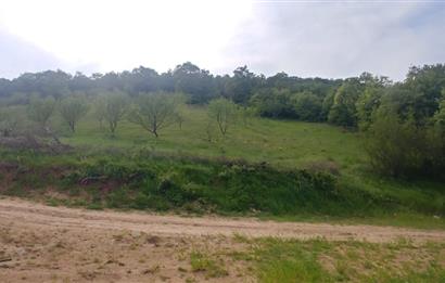 C21 BAL'dan SUSURLUK ASMALIDERE'DE RESMİ YOL MEVCUT 7500M2 BADEMLİK