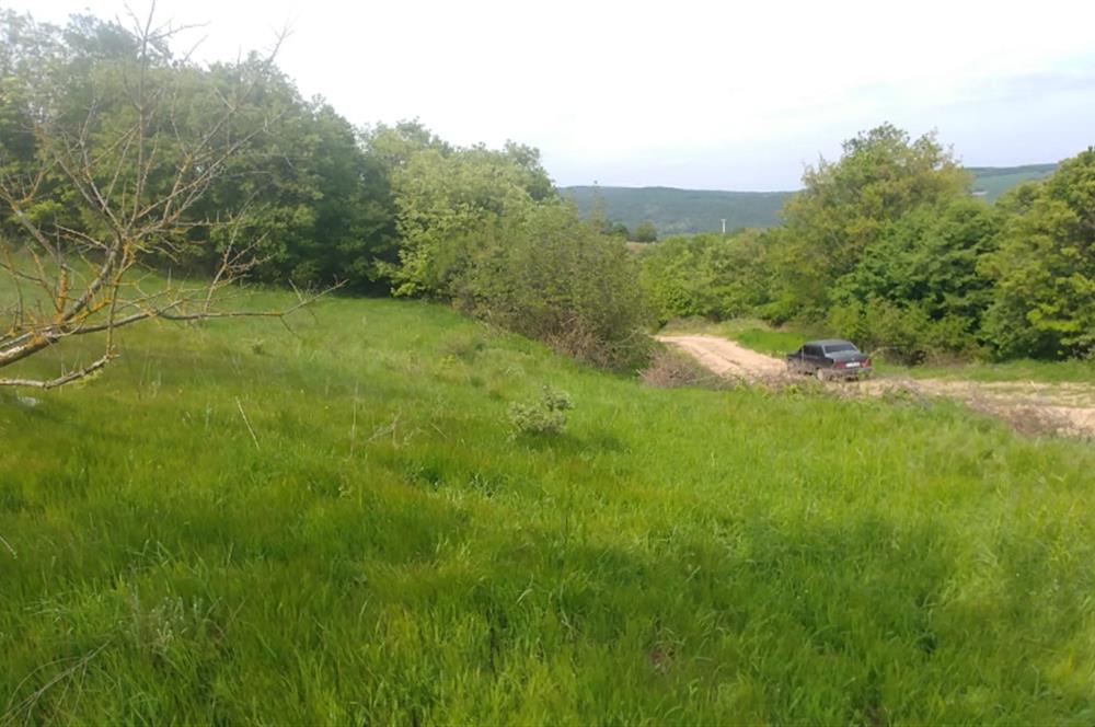 C21 BAL'dan SUSURLUK ASMALIDERE'DE RESMİ YOL MEVCUT 7500M2 BADEMLİK