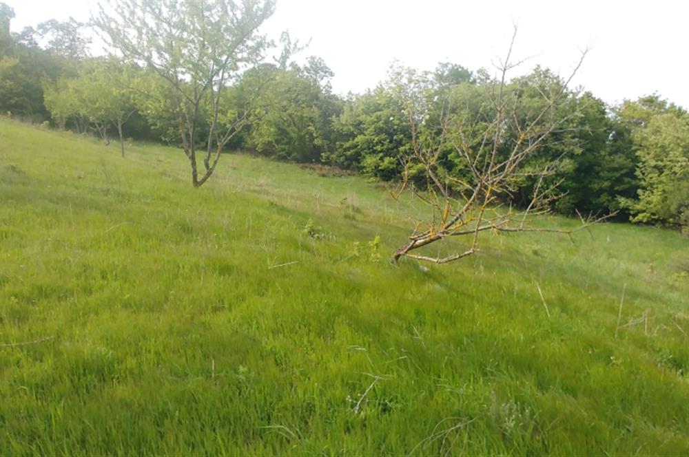 C21 BAL'dan SUSURLUK ASMALIDERE'DE RESMİ YOL MEVCUT 7500M2 BADEMLİK