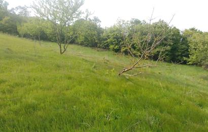 C21 BAL'dan SUSURLUK ASMALIDERE'DE RESMİ YOL MEVCUT 7500M2 BADEMLİK