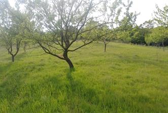C21 BAL'dan SUSURLUK ASMALIDERE'DE RESMİ YOL MEVCUT 7500M2 BADEMLİK