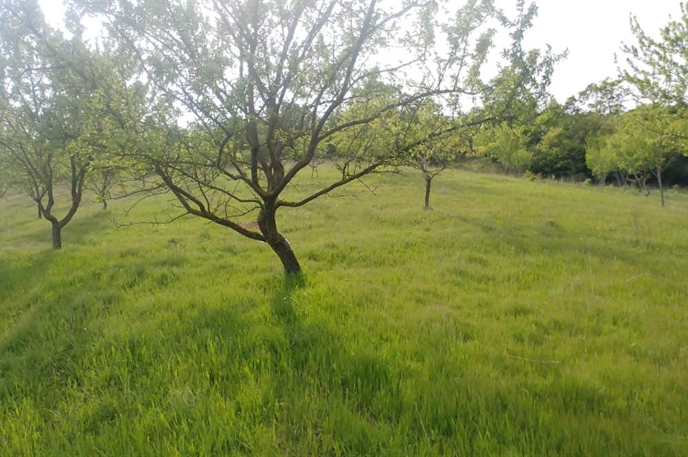 C21 BAL'dan SUSURLUK ASMALIDERE'DE RESMİ YOL MEVCUT 7500M2 BADEMLİK