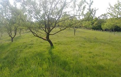 C21 BAL'dan SUSURLUK ASMALIDERE'DE RESMİ YOL MEVCUT 7500M2 BADEMLİK