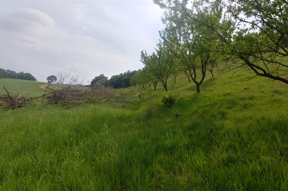 C21 BAL'dan SUSURLUK ASMALIDERE'DE RESMİ YOL MEVCUT 7500M2 BADEMLİK