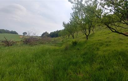 C21 BAL'dan SUSURLUK ASMALIDERE'DE RESMİ YOL MEVCUT 7500M2 BADEMLİK