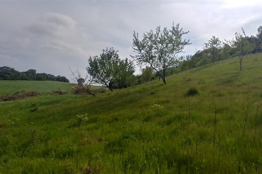 C21 BAL'dan SUSURLUK ASMALIDERE'DE RESMİ YOL MEVCUT 7500M2 BADEMLİK