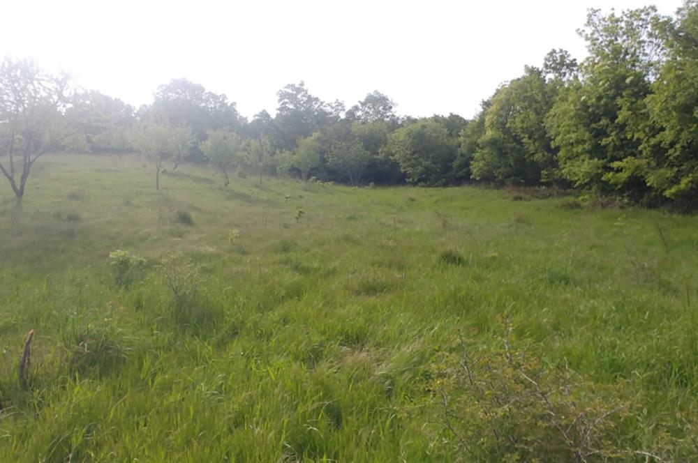 C21 BAL'dan SUSURLUK ASMALIDERE'DE RESMİ YOL MEVCUT 7500M2 BADEMLİK