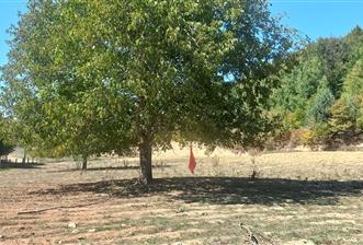 C21 Cius; İznik Kırıntı'da Doğa ile İç içe İmarlı Tek Parça Arsa