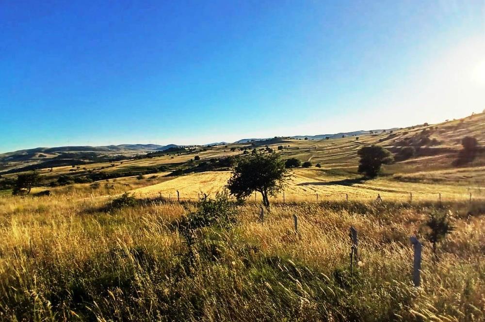 C21 LOCA'DAN BALIKESİR KARAKOL DA 1739M2 ACİL SATILIK TARLA