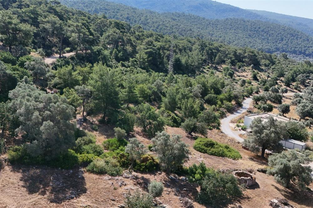 Bodrum Kızılağaç Mevkiinde 5.501 m2 lik Arsa