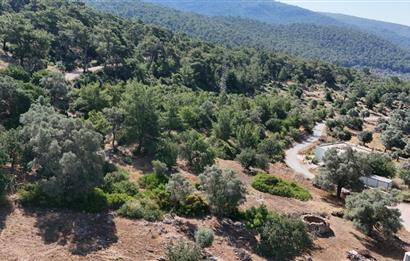 Bodrum Kızılağaç Mevkiinde 5.501 m2 lik Arsa