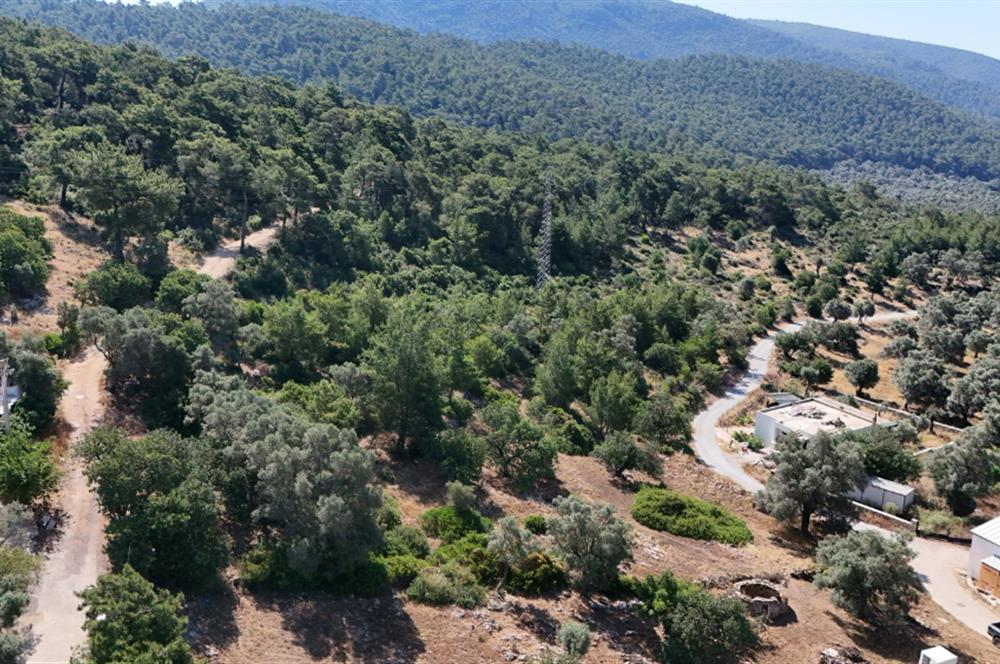 Bodrum Kızılağaç Mevkiinde 5.501 m2 lik Arsa