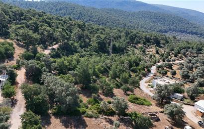 Bodrum Kızılağaç Mevkiinde 5.501 m2 lik Arsa