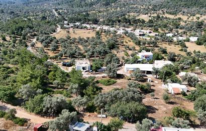 Bodrum Kızılağaç Mevkiinde 5.501 m2 lik Arsa