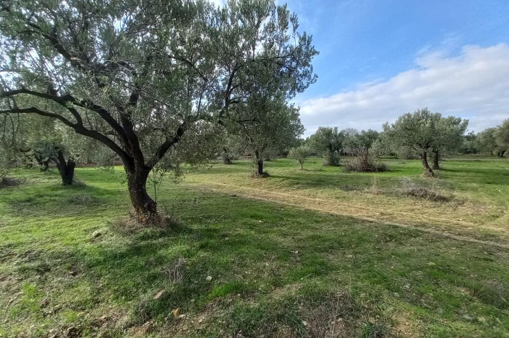 C21 LOCA'DAN SATILIK MÜKEMMEL ZEYTİNLİK
