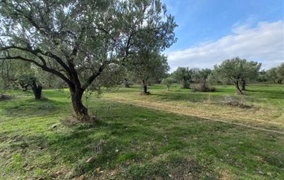C21 LOCA'DAN SATILIK MÜKEMMEL ZEYTİNLİK