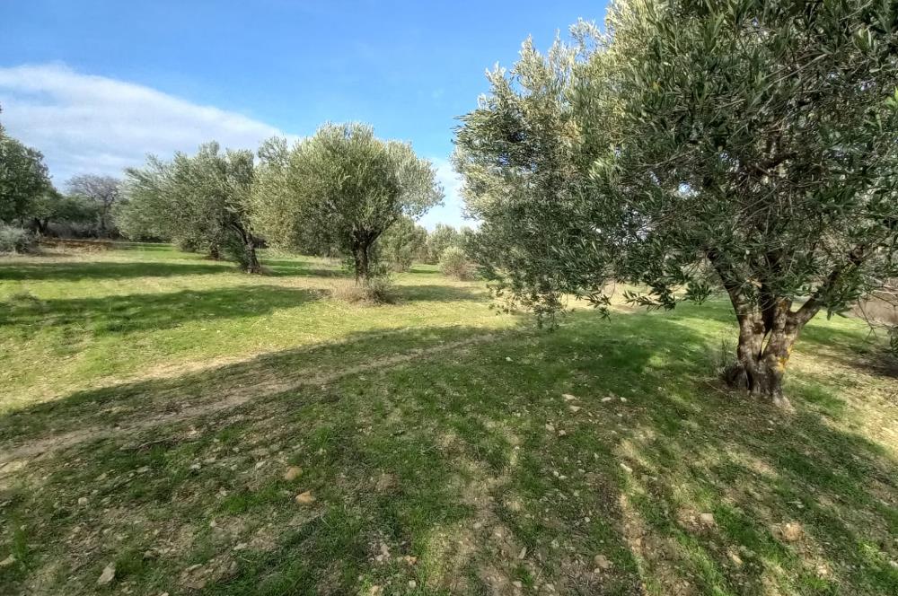 C21 LOCA'DAN SATILIK MÜKEMMEL ZEYTİNLİK