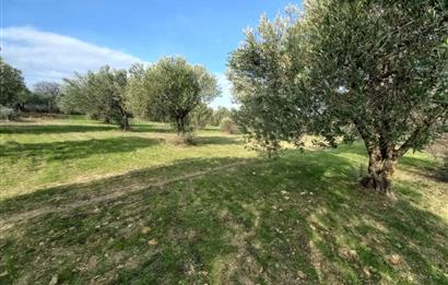 C21 LOCA'DAN SATILIK MÜKEMMEL ZEYTİNLİK