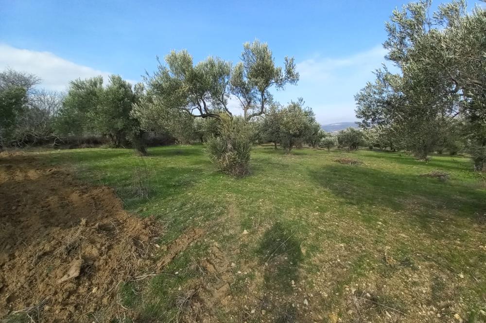 C21 LOCA'DAN SATILIK MÜKEMMEL ZEYTİNLİK