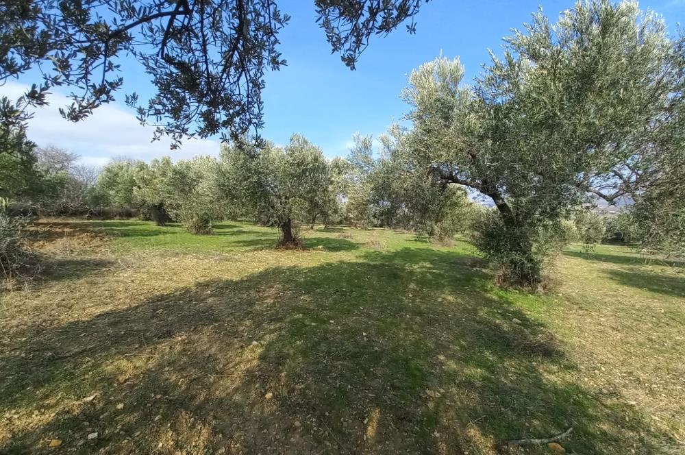 C21 LOCA'DAN SATILIK MÜKEMMEL ZEYTİNLİK