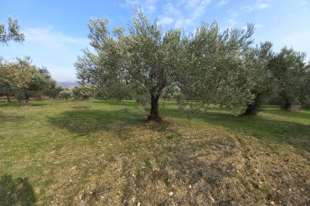 C21 LOCA'DAN SATILIK MÜKEMMEL ZEYTİNLİK