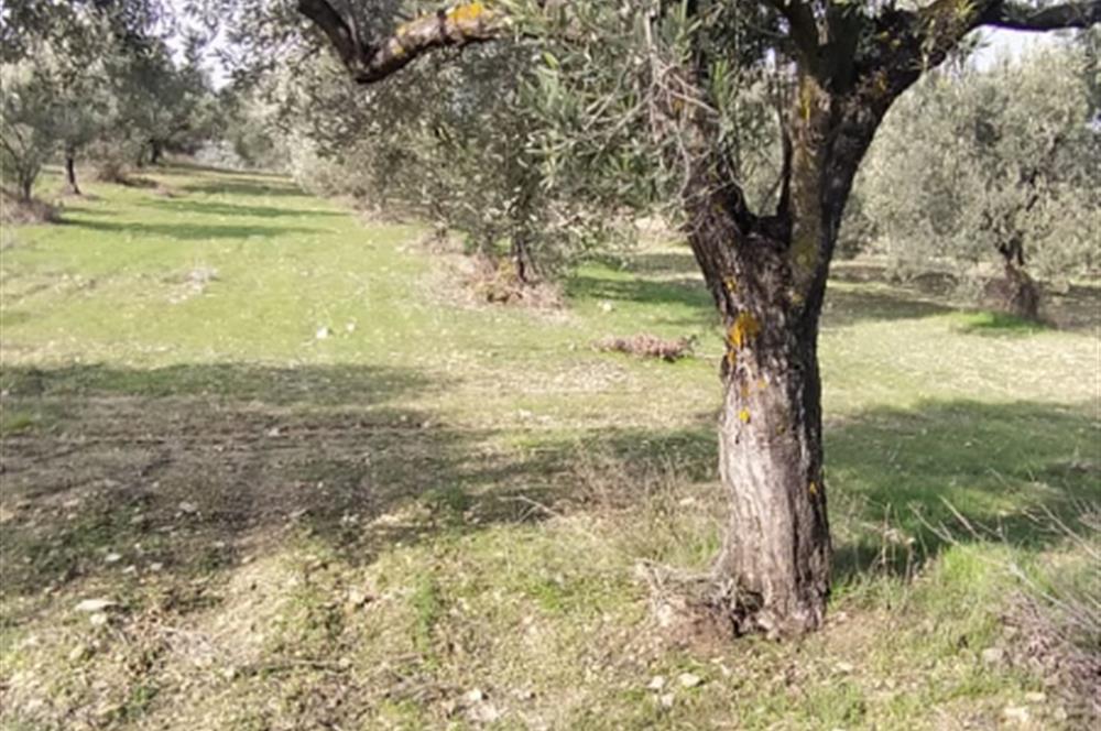 C21 LOCA'DAN SATILIK MÜKEMMEL ZEYTİNLİK