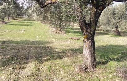 C21 LOCA'DAN SATILIK MÜKEMMEL ZEYTİNLİK