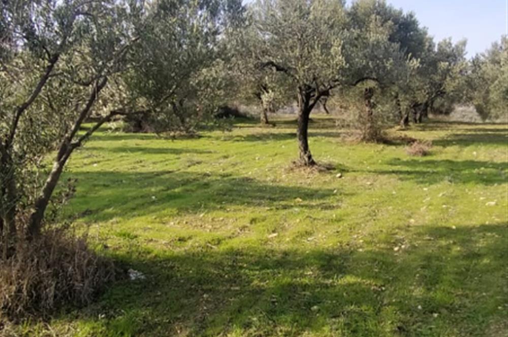 C21 LOCA'DAN SATILIK MÜKEMMEL ZEYTİNLİK