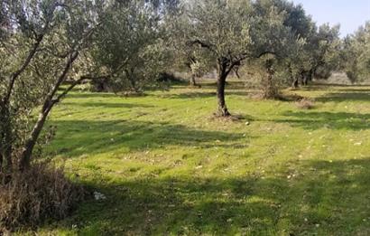 C21 LOCA'DAN SATILIK MÜKEMMEL ZEYTİNLİK