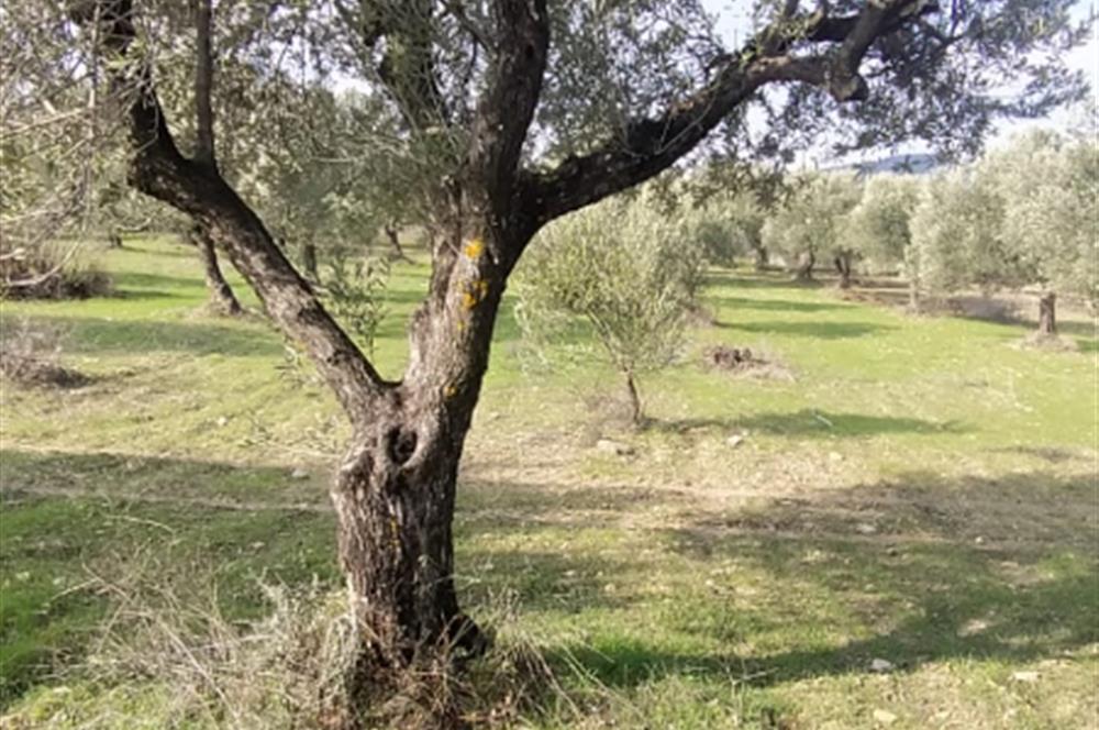 C21 LOCA'DAN SATILIK MÜKEMMEL ZEYTİNLİK
