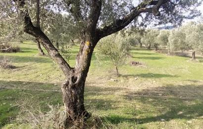 C21 LOCA'DAN SATILIK MÜKEMMEL ZEYTİNLİK