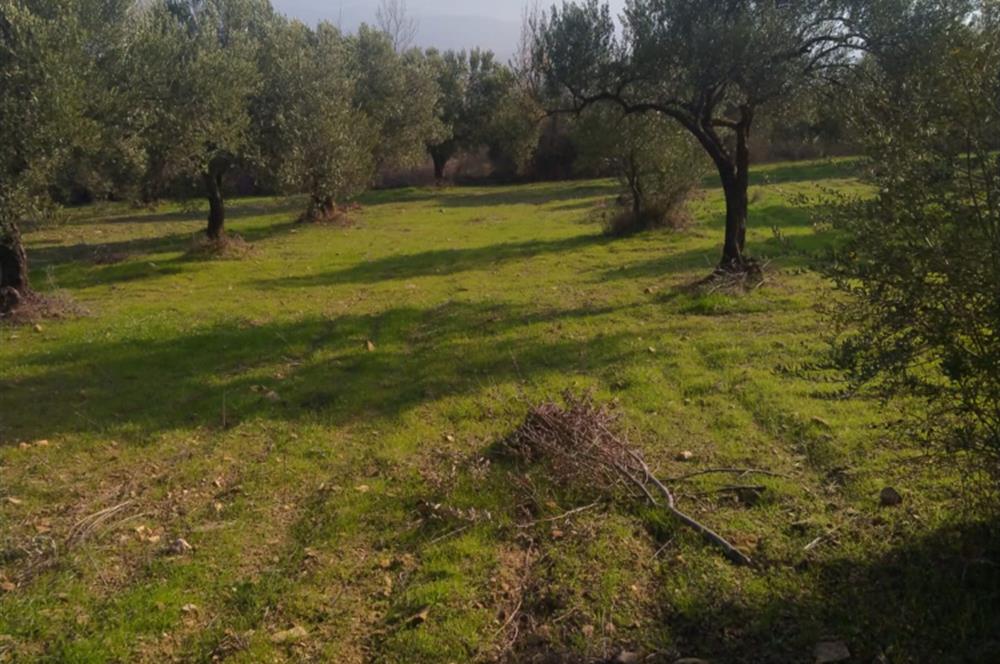 C21 LOCA'DAN SATILIK MÜKEMMEL ZEYTİNLİK