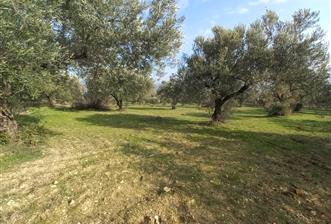 C21 LOCA'DAN SATILIK MÜKEMMEL ZEYTİNLİK