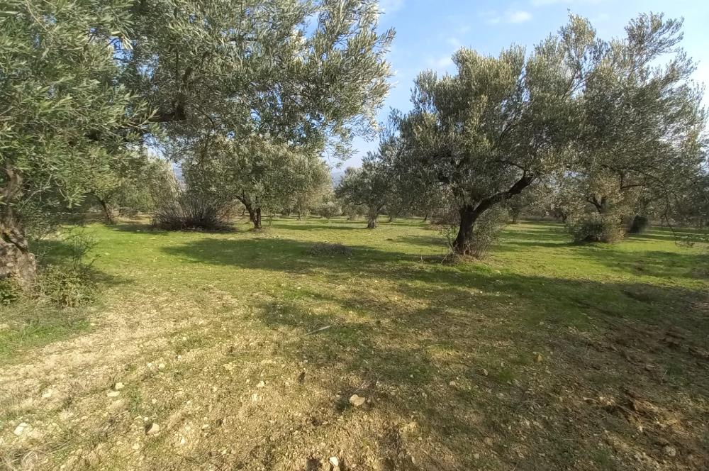 C21 LOCA'DAN SATILIK MÜKEMMEL ZEYTİNLİK