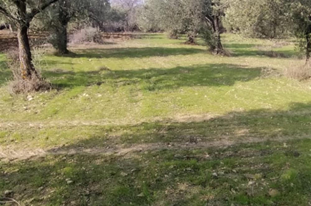 C21 LOCA'DAN SATILIK MÜKEMMEL ZEYTİNLİK